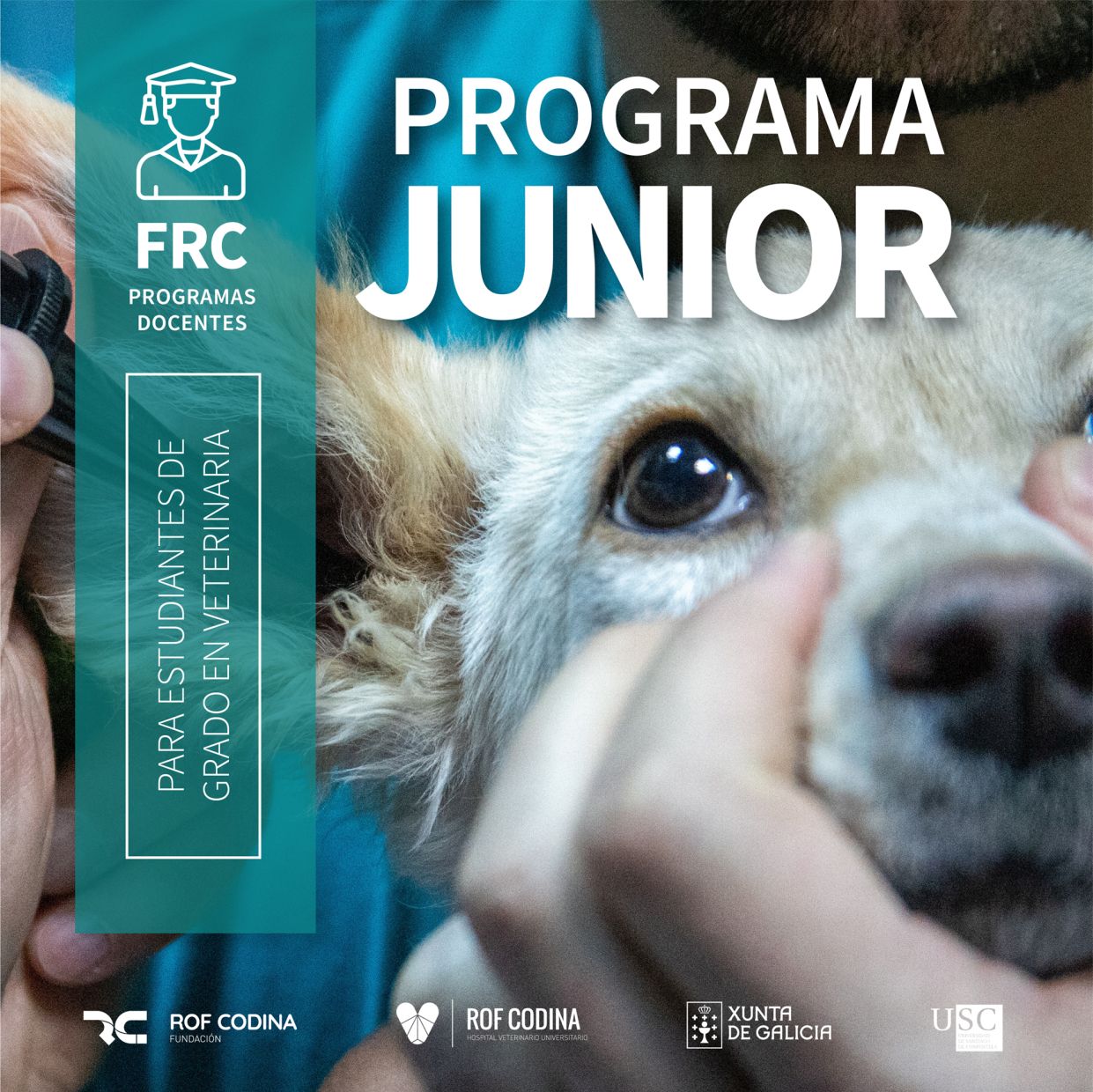 Programa Junior