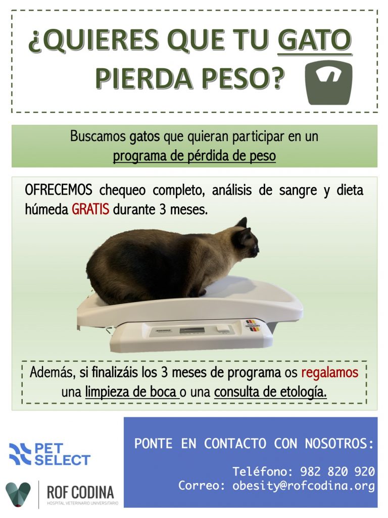 Programa Obesity Gatos